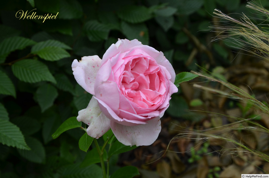 'Wellenspiel ®' rose photo