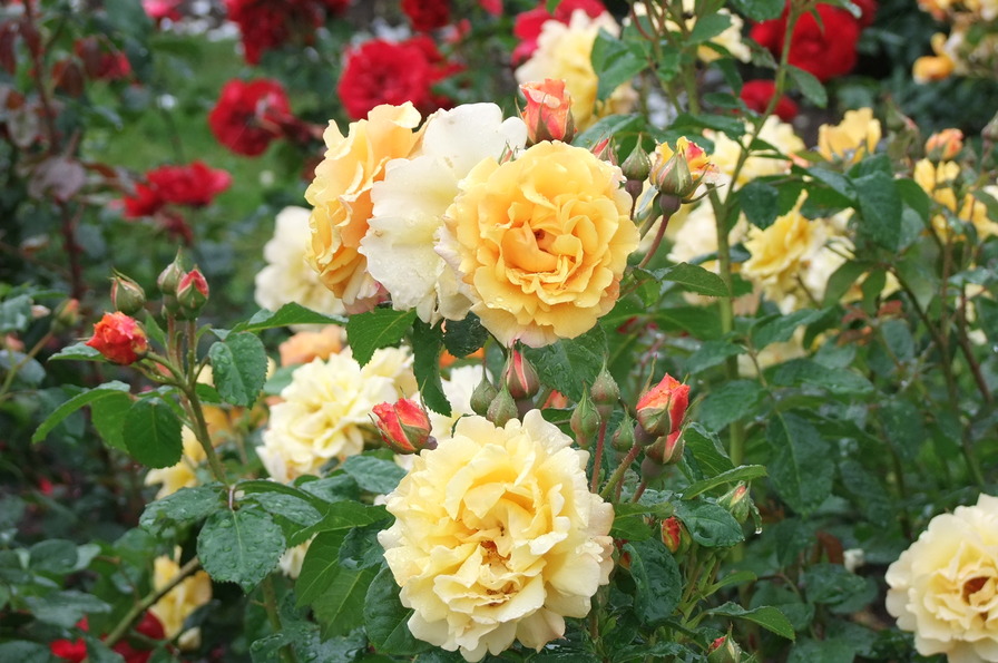 'Postillion ® (shrub, Kordes 1998)' rose photo