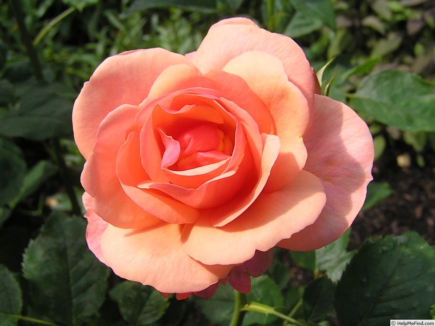 'Rosenfreunde Dortmund' rose photo