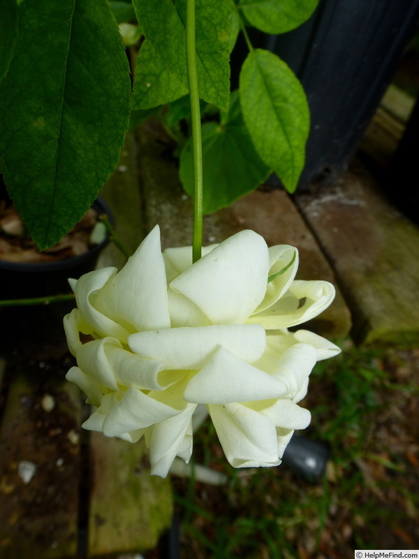'Le Pactole (Tea, Miellez, 1834)' rose photo