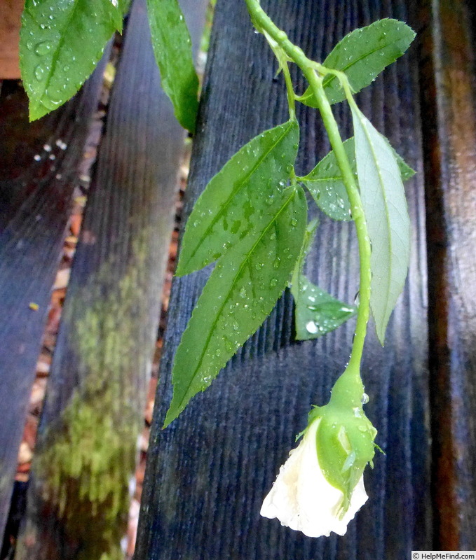 'Le Pactole (Tea, Miellez, 1834)' rose photo