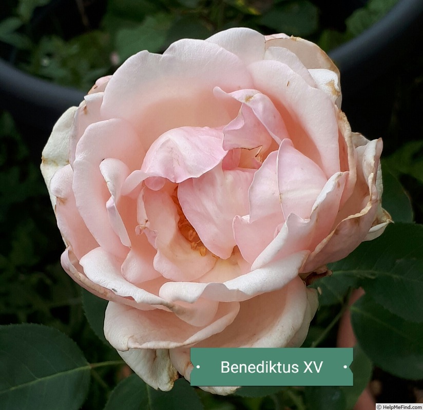 'Benedictus XV' rose photo