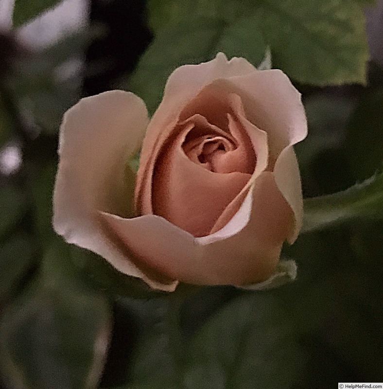 'Cafe Latte' rose photo