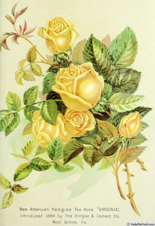 'Virginia (tea, Dingee & Conard, 1894)' rose photo