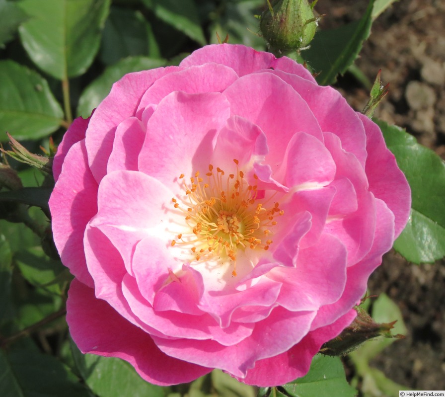 'Easy To Please' rose photo