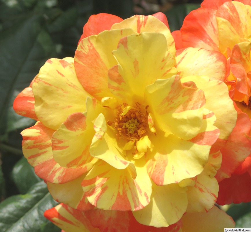 'Chihuly ®' rose photo