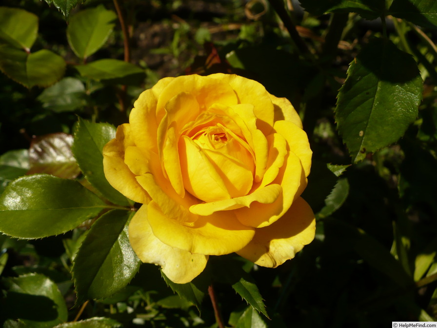 'The girl from yesterday' rose photo
