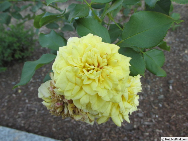 'Korquelda' rose photo