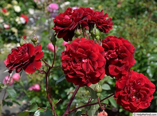 'Isabel Renaissance' rose photo
