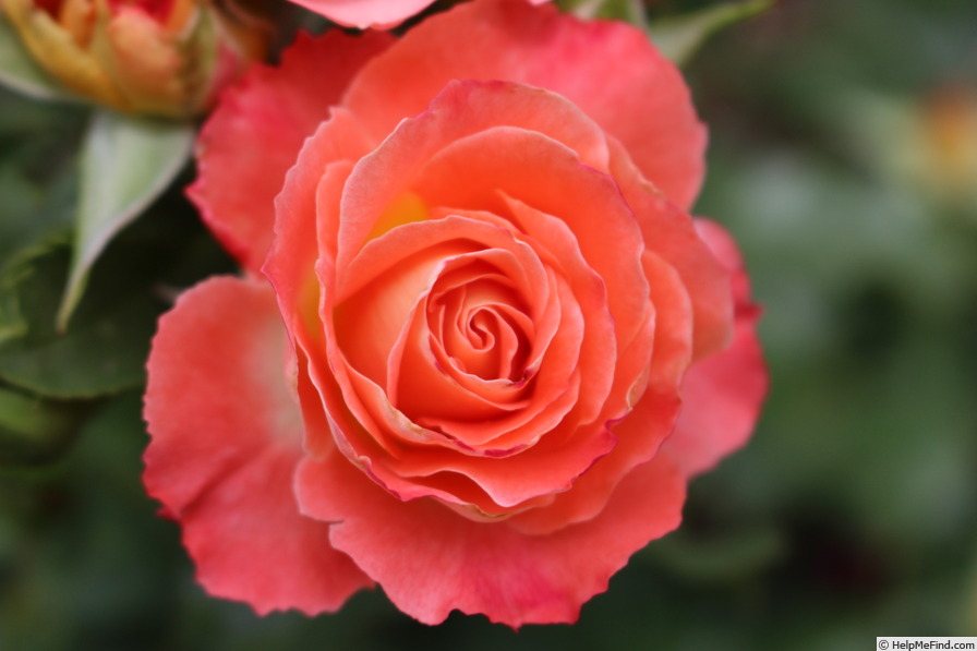 'Coral Cove' rose photo