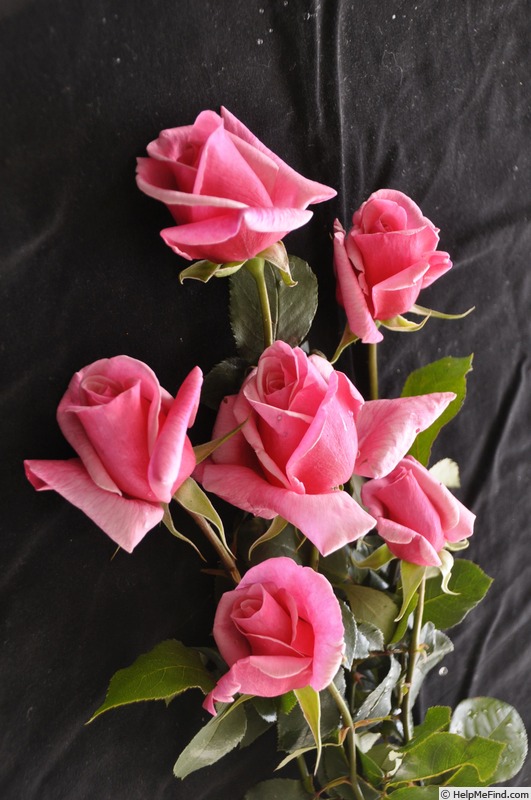 'Pink Highlights' rose photo