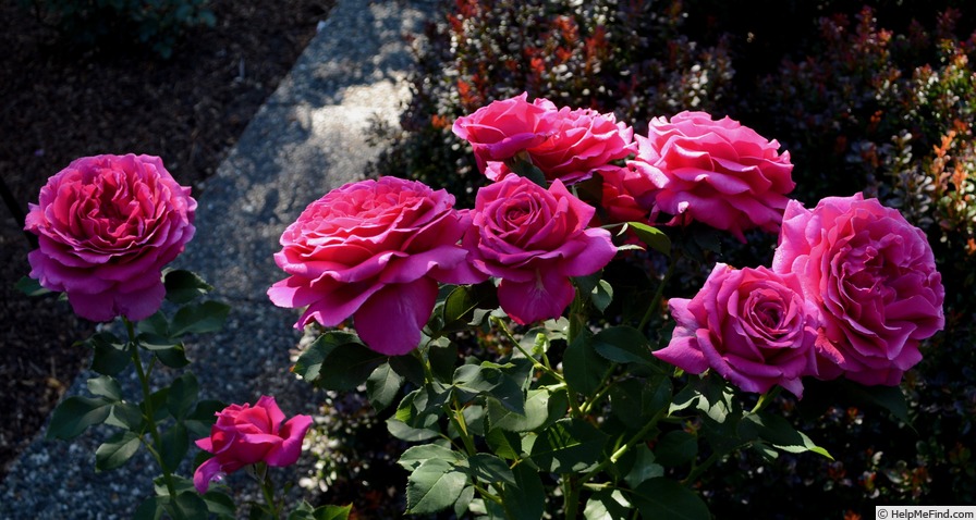 'Miranda Lambert ™' rose photo