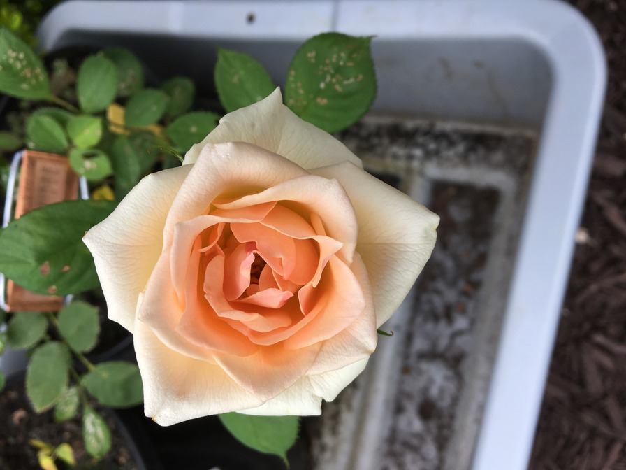 'Covington Ridge' rose photo