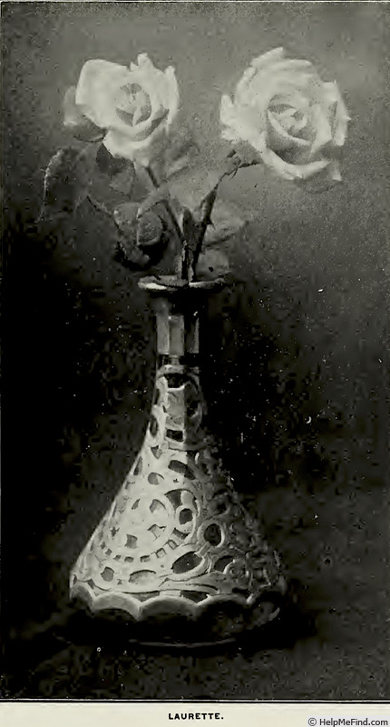 'Laurette (tea, Robert, 1853)' rose photo