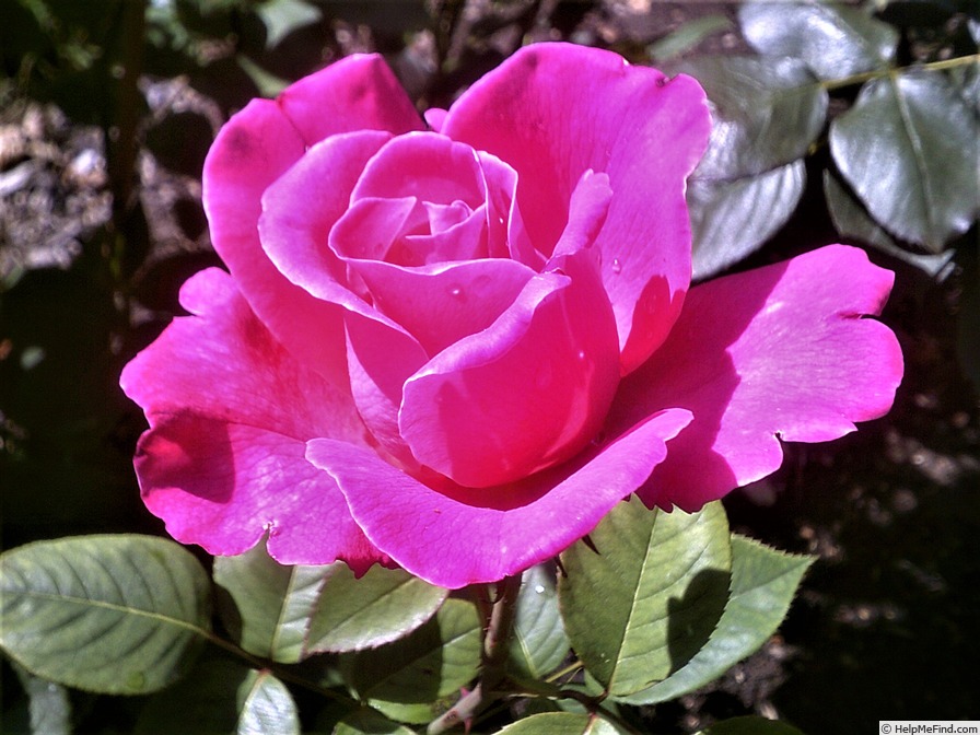 'Pink Peace' rose photo