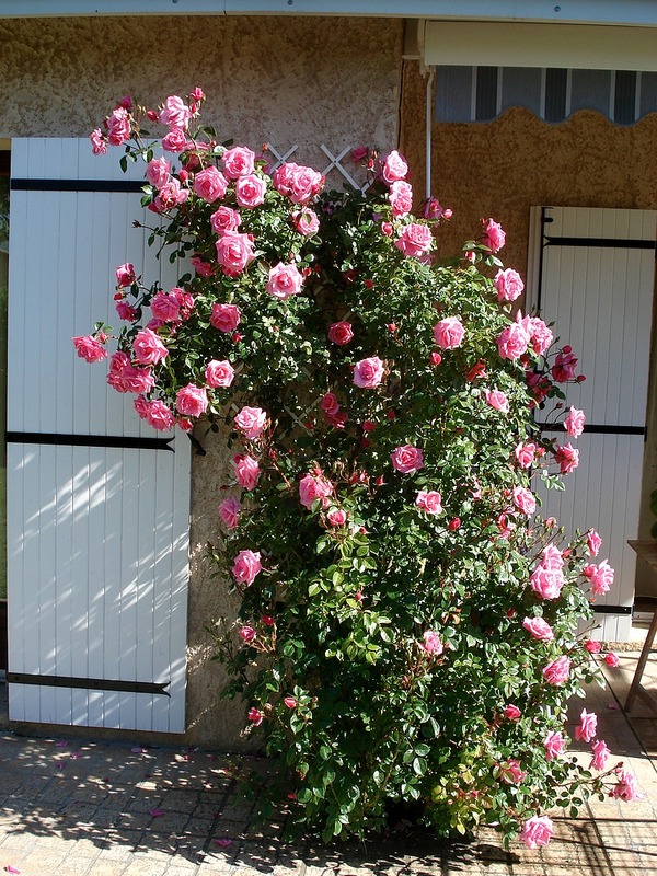 'Armada ®' rose photo