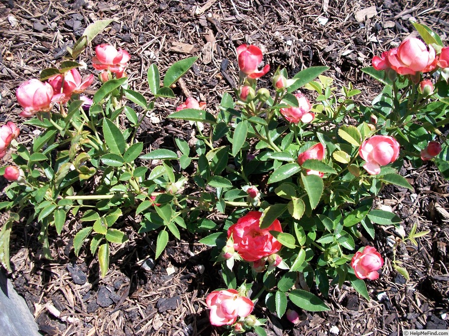 'Mother's Day Orange Sport' rose, click to enlarge 'Mother's Day Orange Sport' rose photo