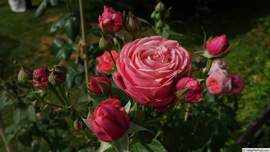 'Charlotte de Turckheim ®' rose photo