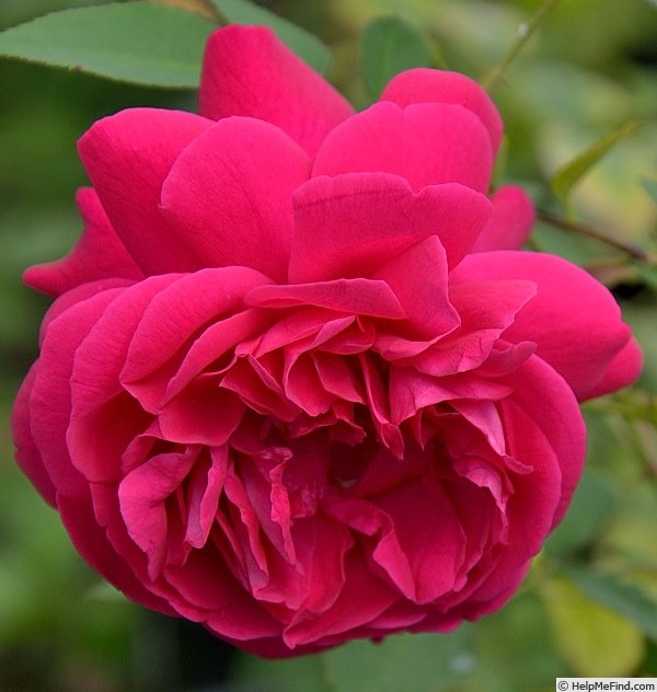 'Thomas à Becket' rose photo