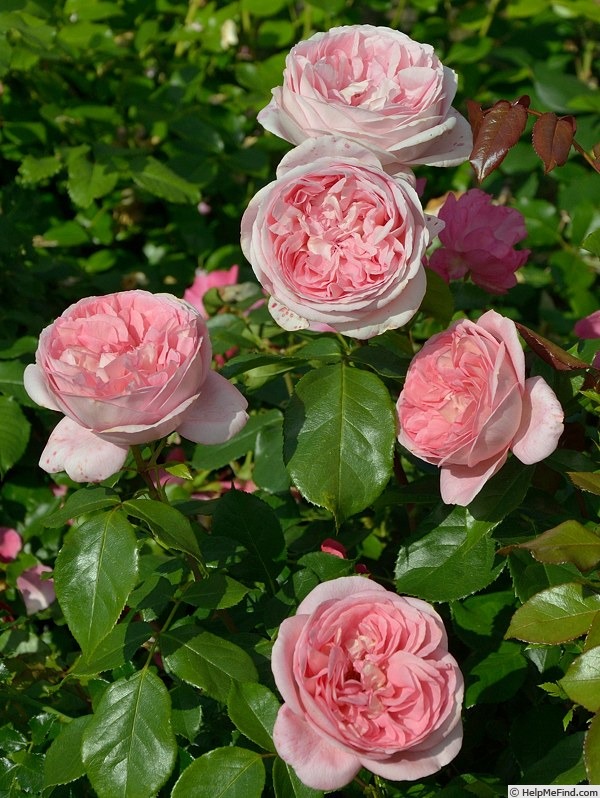 'Voyage ®' rose photo