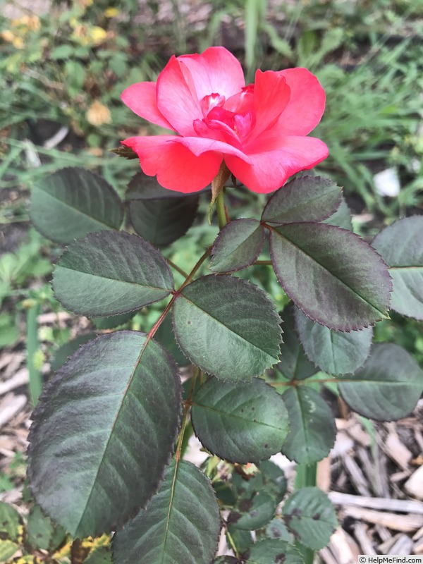 'Seedling 13-139' rose photo