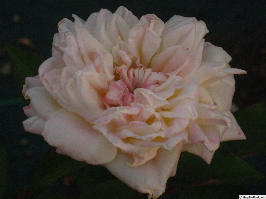 'Madame Achille Fould' rose photo