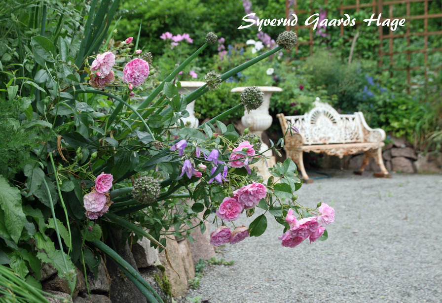 'Camilla's Garden'  photo