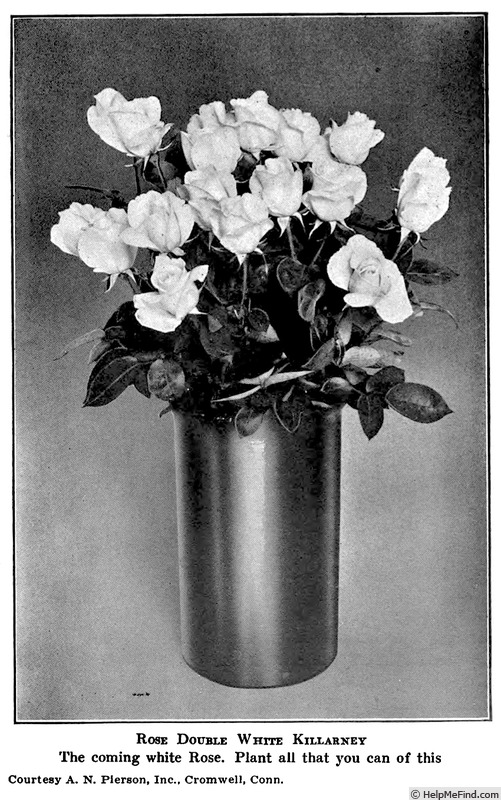 'Double White Killarney' rose photo