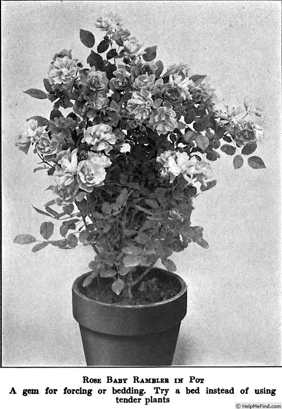 'Baby Rambler (polyantha, Levavasseur, 1903)' rose photo