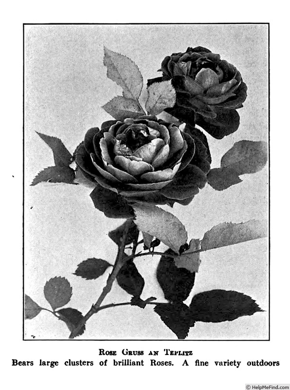 'Gruss an Teplitz' rose photo