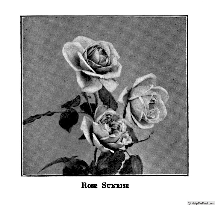 'Sunrise (tea, Piper, 1899)' rose photo