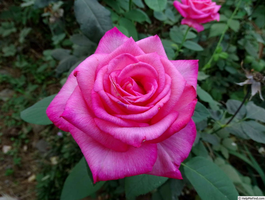 'Love's Kiss' rose photo