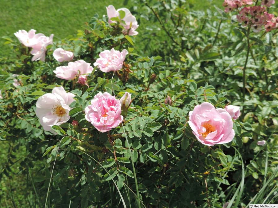 'Mon Amie Claire' rose photo