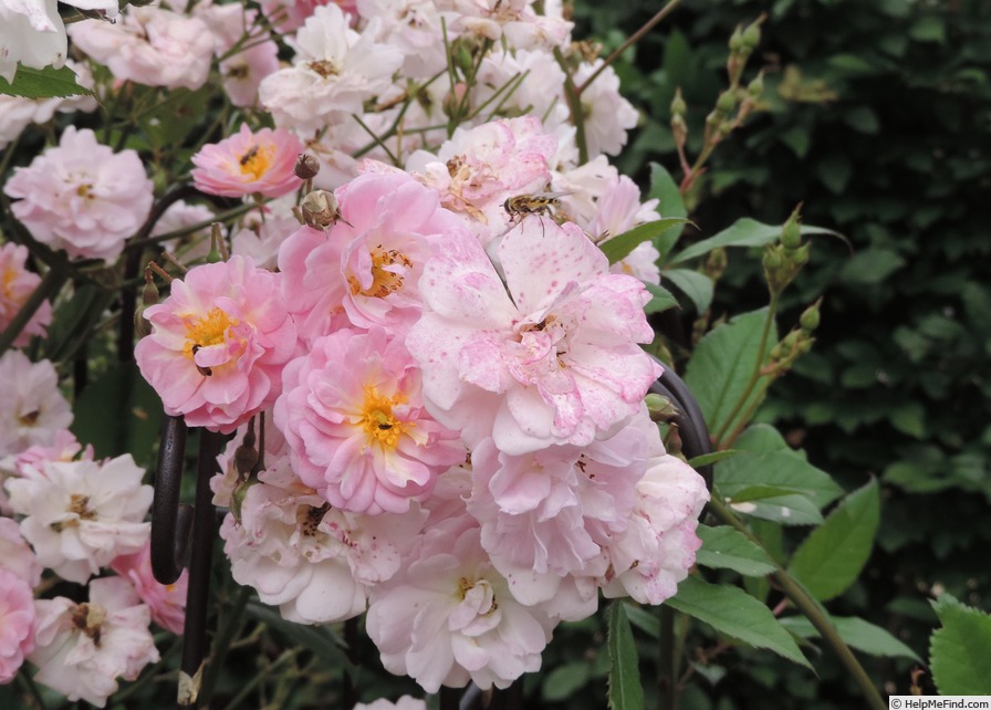 'Brise Parfum ®' rose photo
