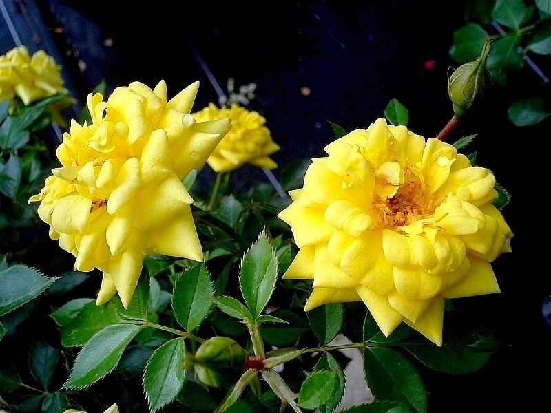 'Bijou d'Or (miniature, Evers/Tantau, 1993)' rose photo