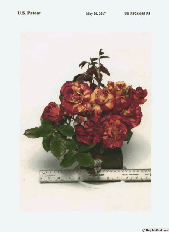 'ORAlodsem' rose photo