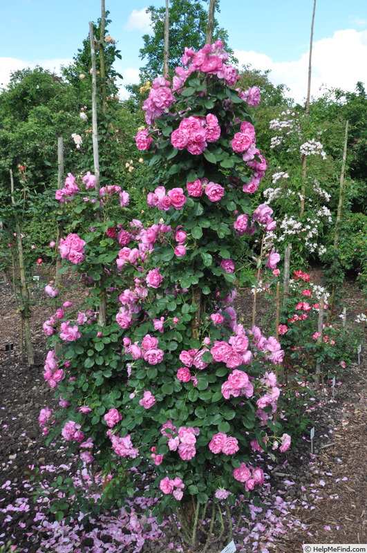 'Allegro ® (climber, Meilland, 2010)' rose photo
