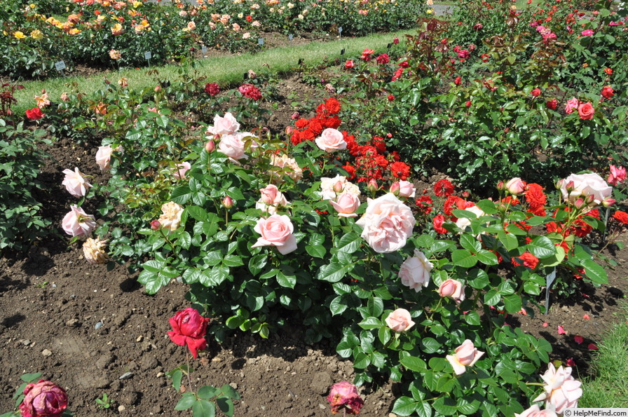 'Aphrodite ® (shrub, Evers/Tantau, 2000/06)' rose, click to enlarge 'Aphrodite ® (shrub, Evers/Tantau, 2000/06)' rose photo