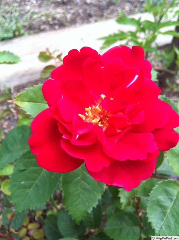 'DPG-240215-1X' rose photo