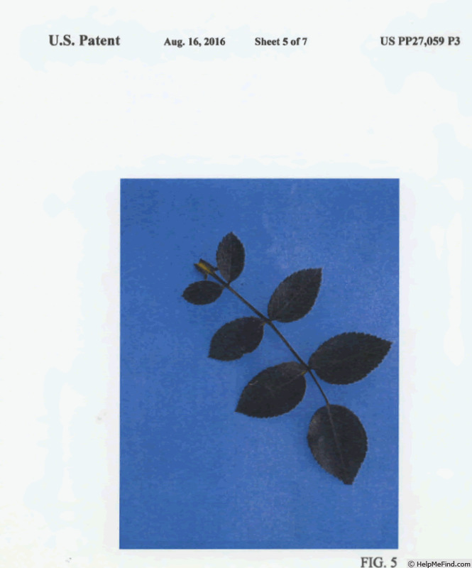 'TAN07891' rose photo
