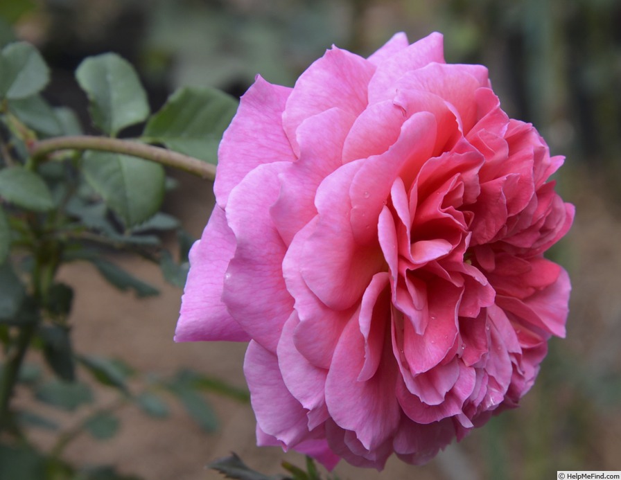 '15005 PAK OP' rose, click to enlarge '15005 PAK OP' rose photo