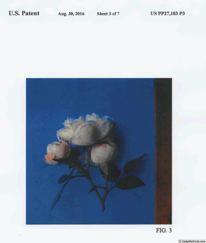 'TAN07890' rose photo