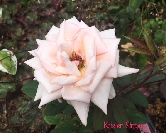 'Kristen Singer' rose photo