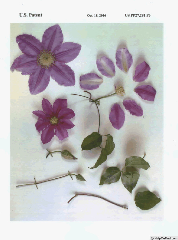 'Evipo027' clematis photo