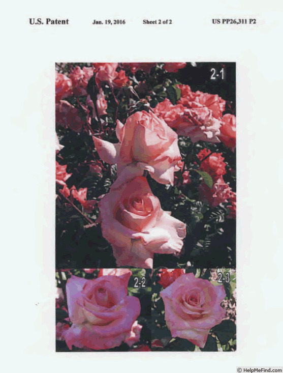 'SPRochoose' rose photo