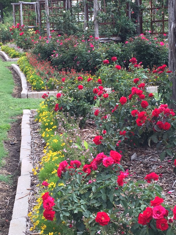 'Rose Gardens of Farmers Branch, Texas'  photo