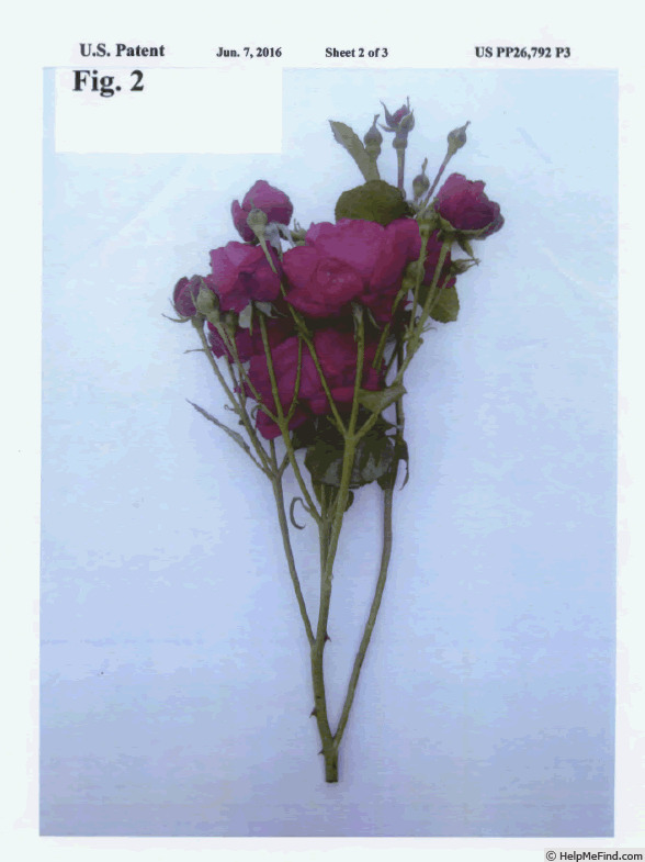 'POUlren024' rose photo