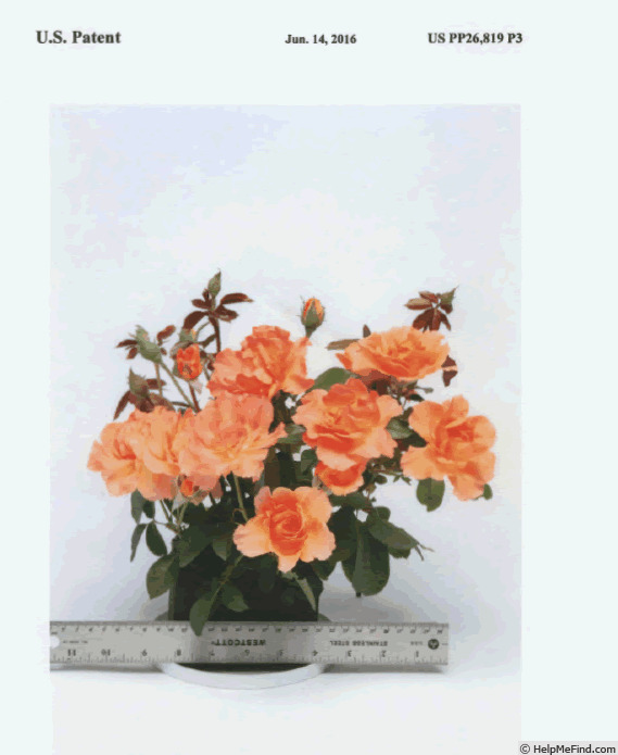 'Weknewchi' rose photo