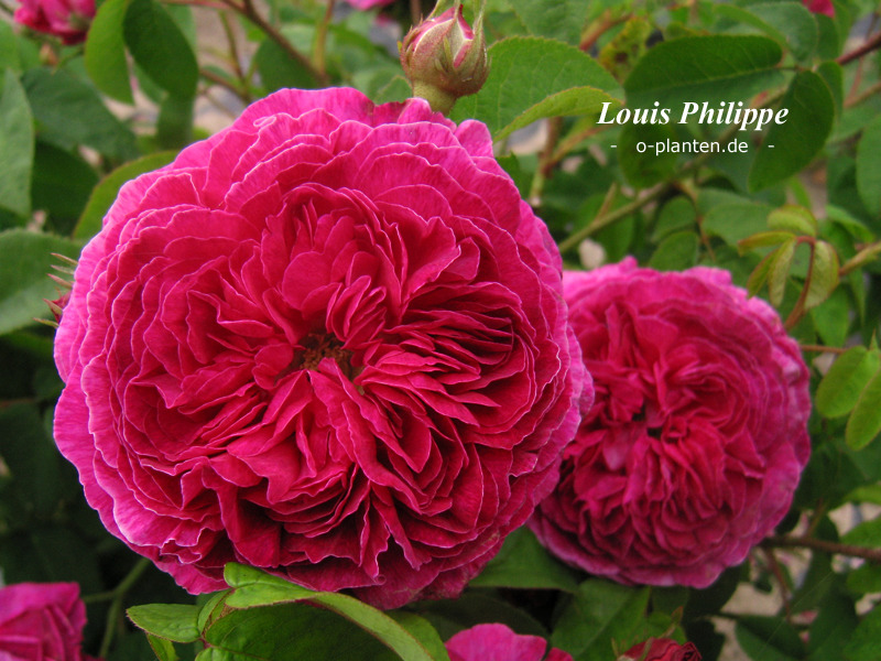 'Louis Philippe (gallica)' rose, click to enlarge 'Louis Philippe (gallica)' rose photo