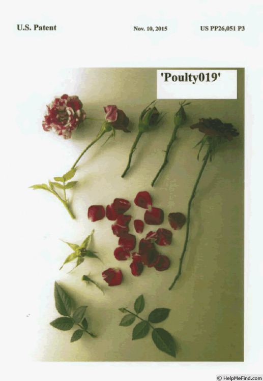 'POUlty019' rose photo